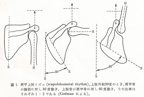 肩甲上腕リズム