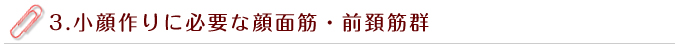小顔作りに必要な顔面筋・前頚筋群